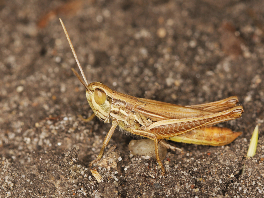 Euchorthippus declivus - rövidszárnyú rétisáska