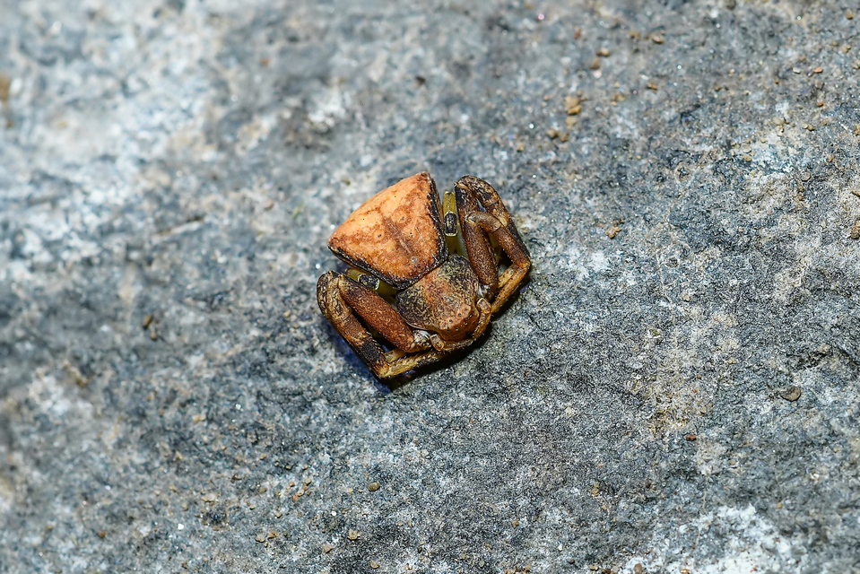 Pistius truncatus - csonka karolópók