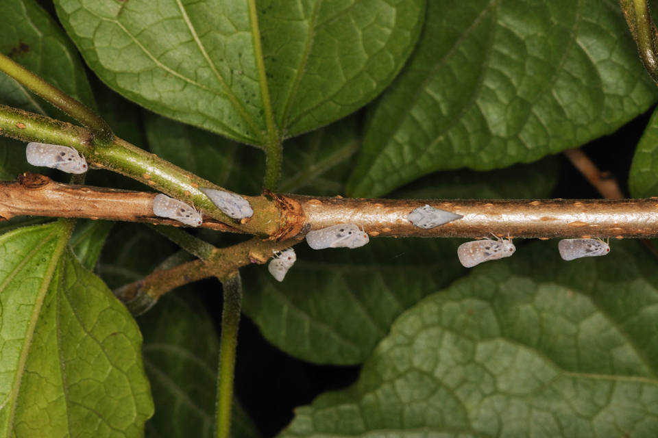 Metcalfa pruinosa - amerikai lepkekabóca