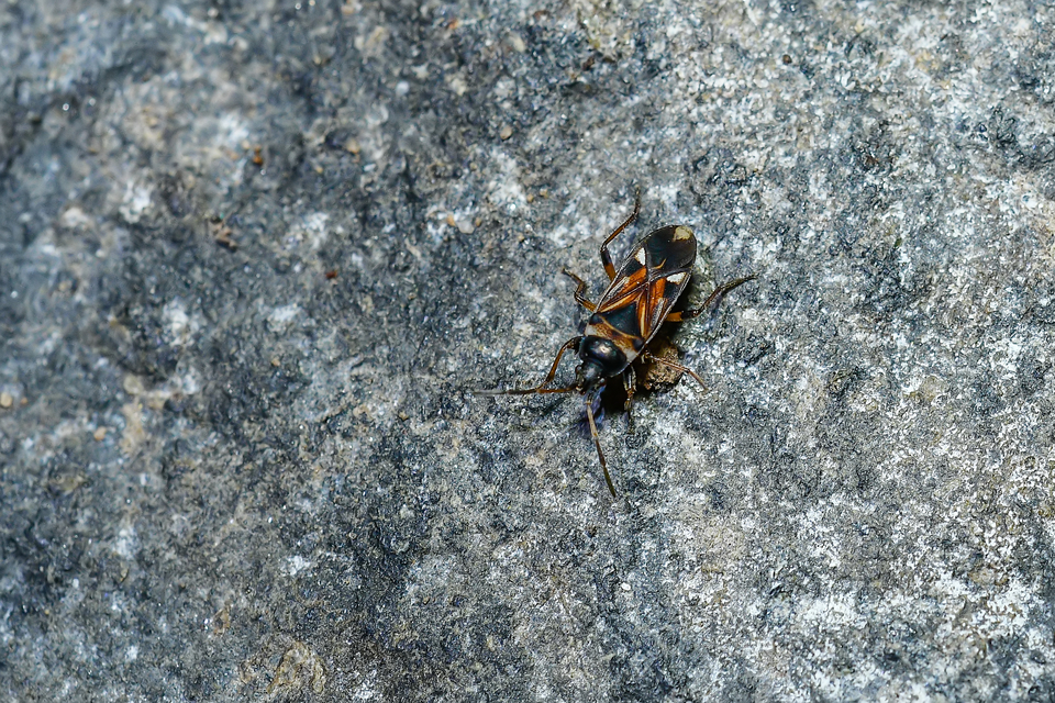 Raglius alboacuminatus - tarka díszesbodobács