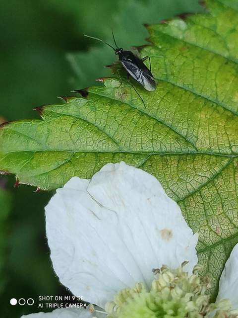 Plagiognathus arbustorum Plagiognathus arbustorum