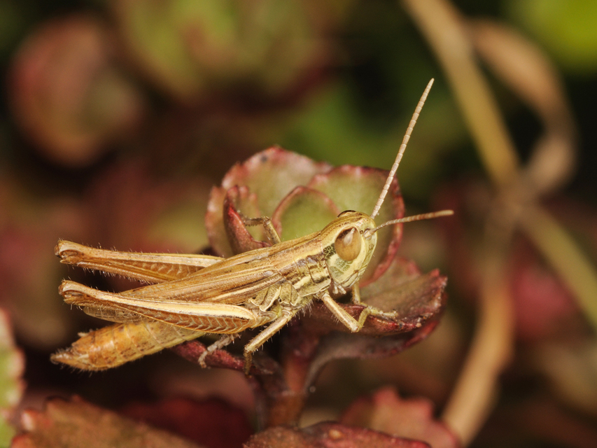 Euchorthippus declivus - rövidszárnyú rétisáska