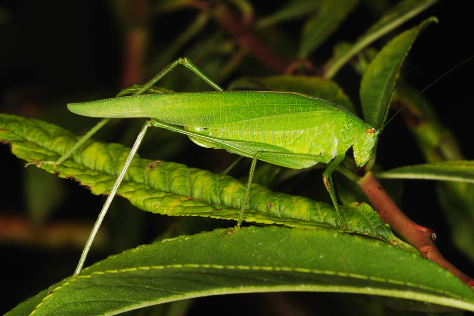 Phaneroptera nana - pontozott repülőszöcske