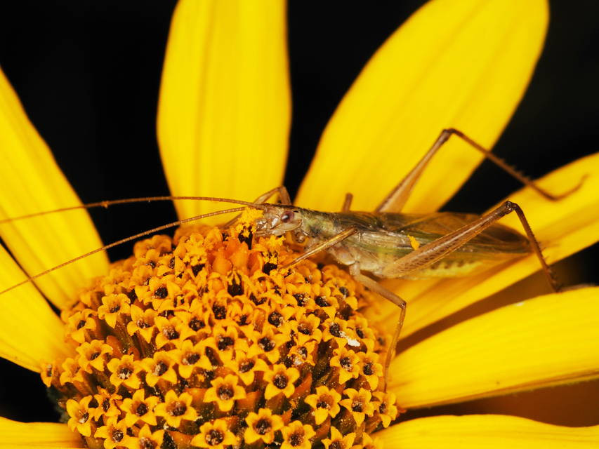 Oecanthus pellucens - pirregőtücsök