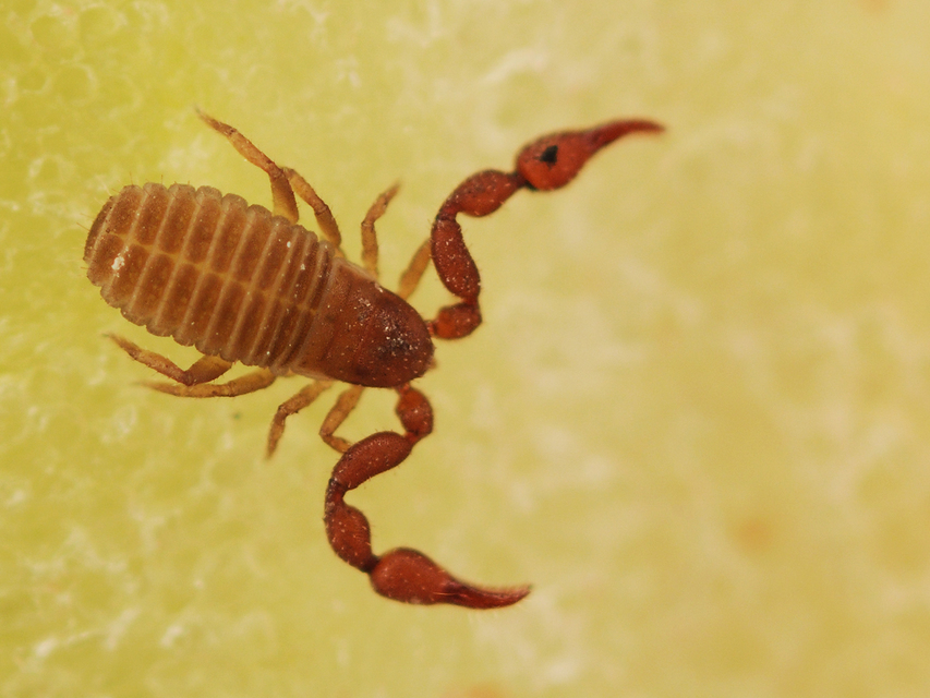 Pseudoscorpionida - Álskorpiók