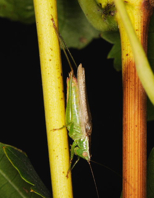 Conocephalus fuscus - kis kúpfejűszöcske