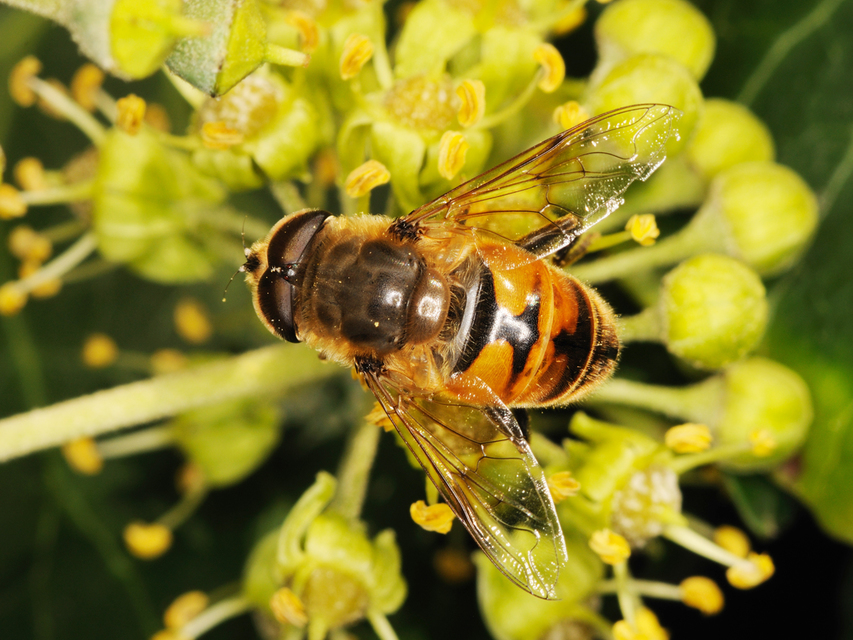 Eristalis tenax - közönséges herelégy