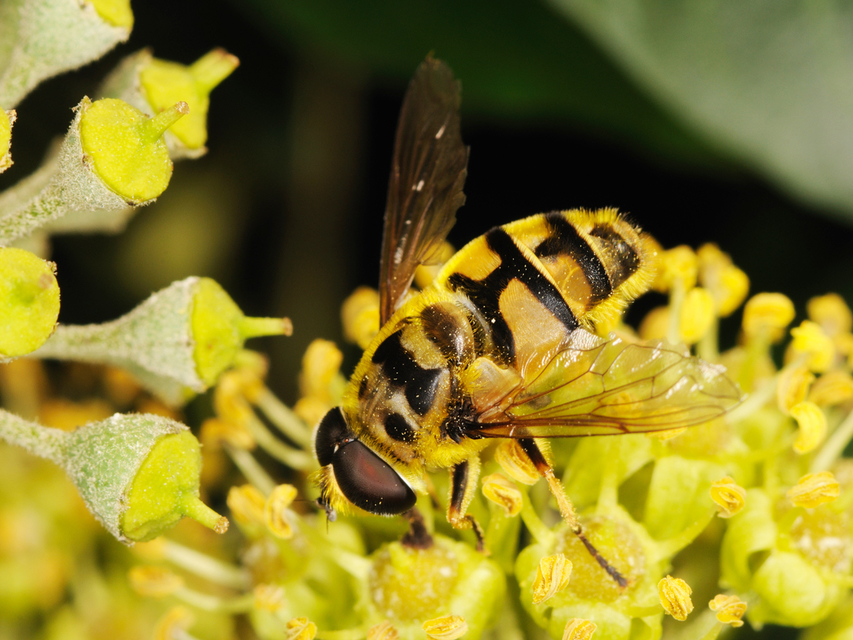 Myathropa florea - halálfejes odúlégy