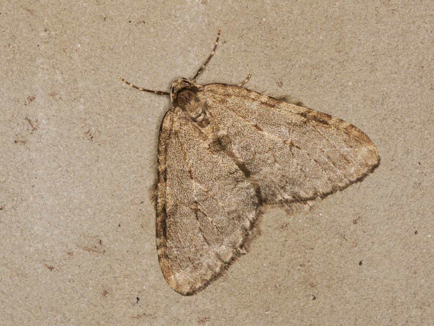 Epirrita christyi/dilutata