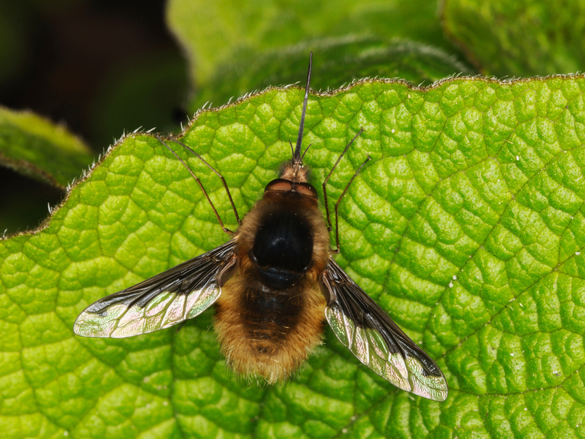 Bombylius major - szegélyes pöszörlégy
