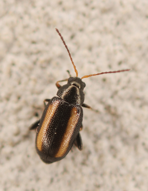Phyllotreta vittula - muharbolha