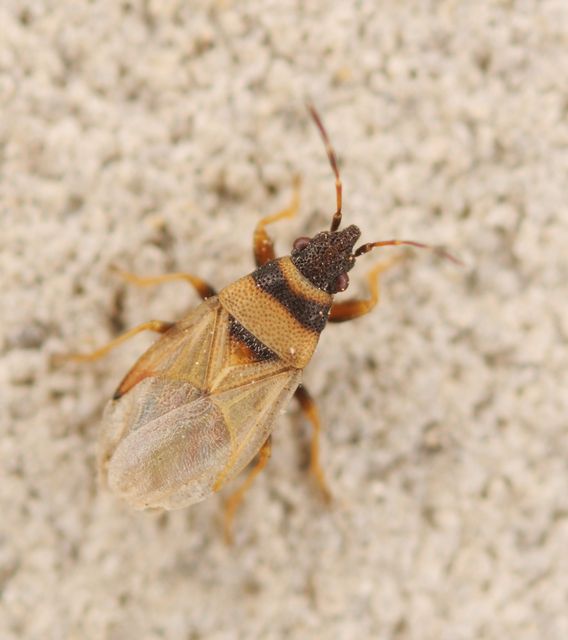 Oxycarenus pallens - fakó bodobács