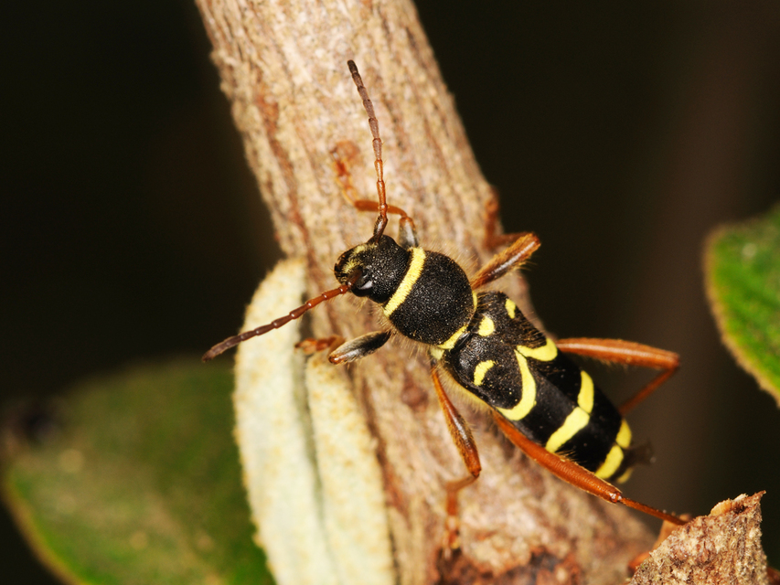 Clytus arietis - közönséges darázscincér
