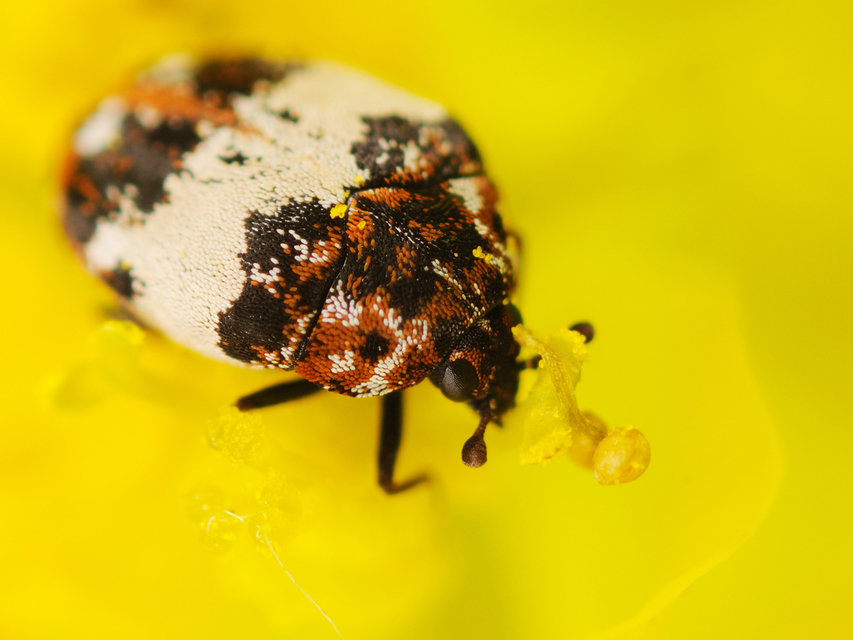 Anthrenus querneri