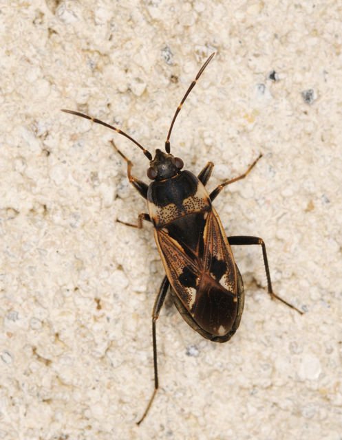 Rhyparochromus vulgaris - közönséges díszesbodobács