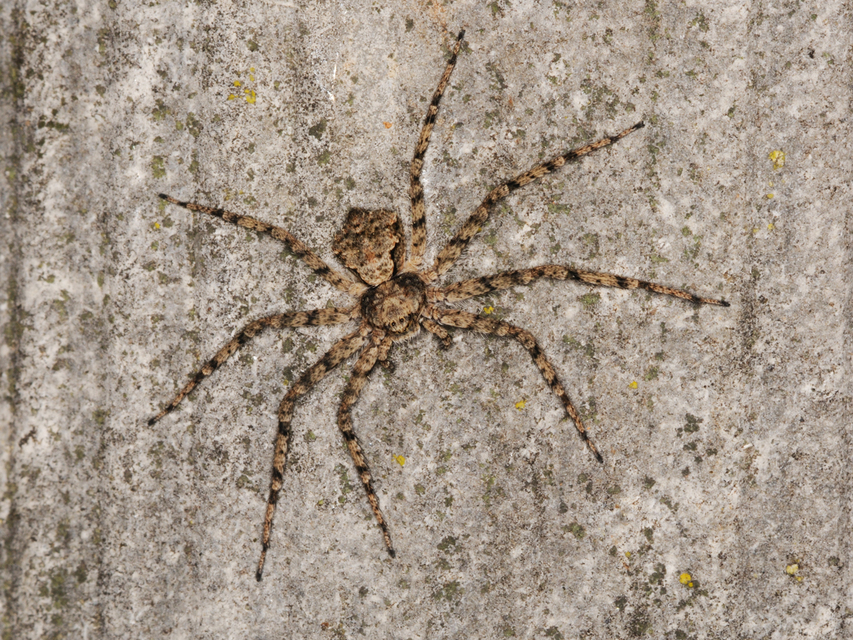 Philodromus poecilus - cifra karolópók