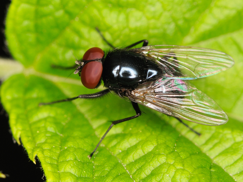 Hydrotaea ignava