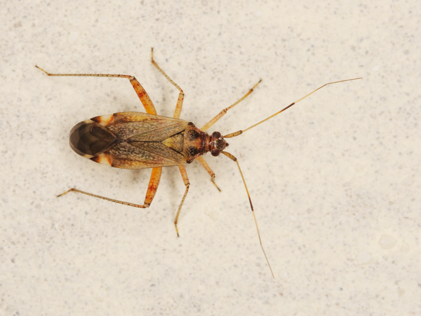 Closterotomus fulvomaculatus - komlópoloska Closterotomus fulvomaculatus - komlópoloska