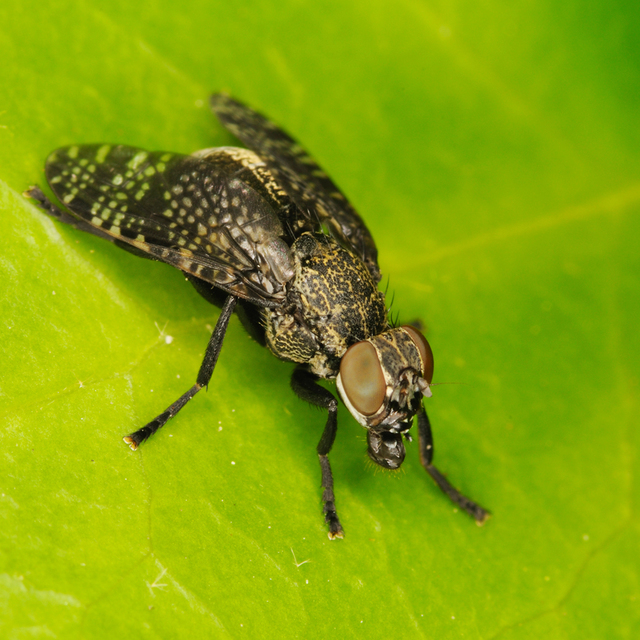 Platystoma seminationis