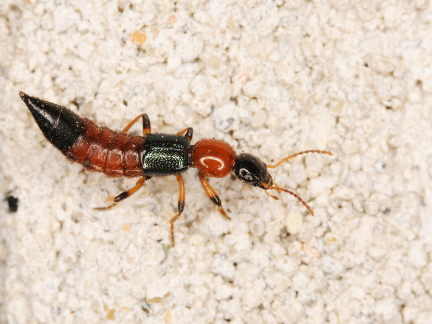 Paederus