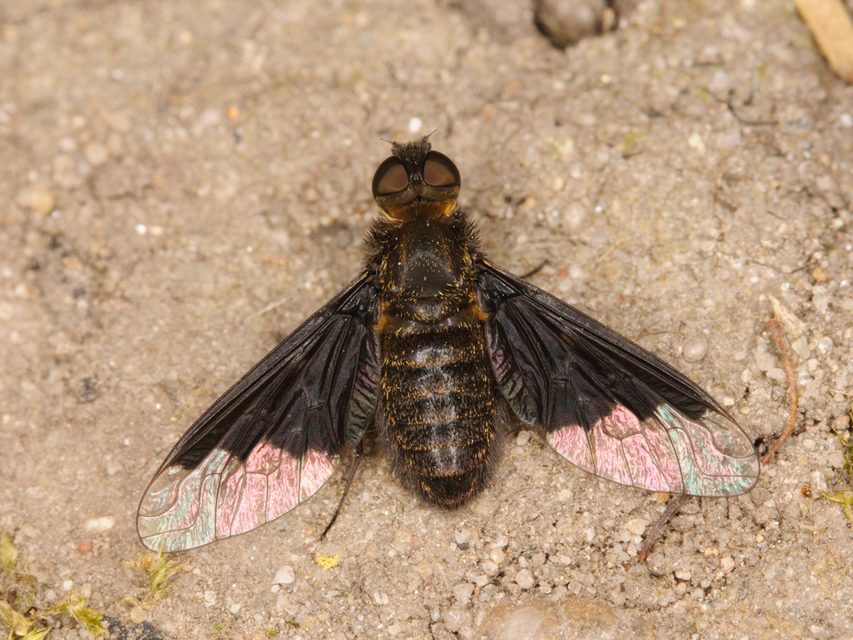 Hemipenthes morio - közönséges gyászlégy