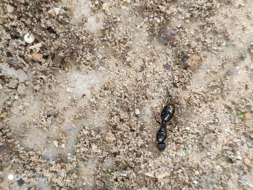 Tetramorium