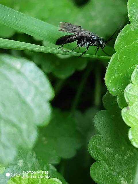 Pompilidae - útonállódarazsak