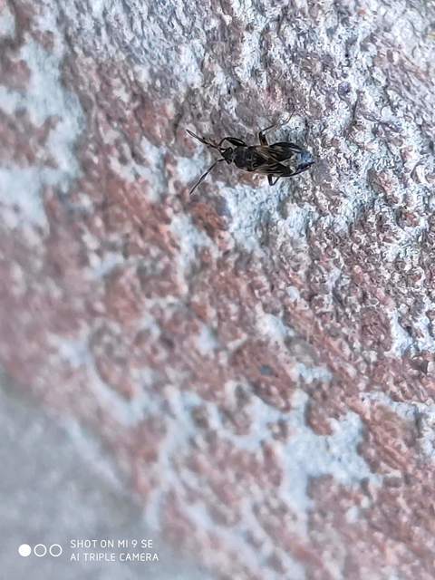 Scolopostethus Scolopostethus