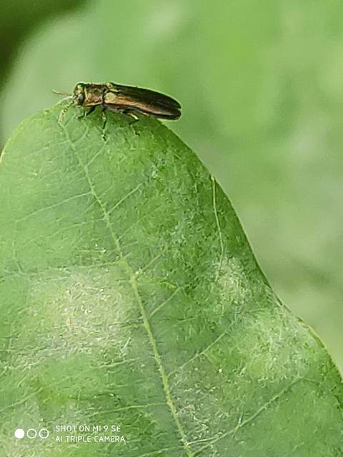 Agrilus angustulus - közönséges karcsúdíszbogár