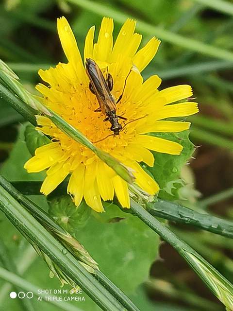 Oedemera femorata - sárgahátú álcincér