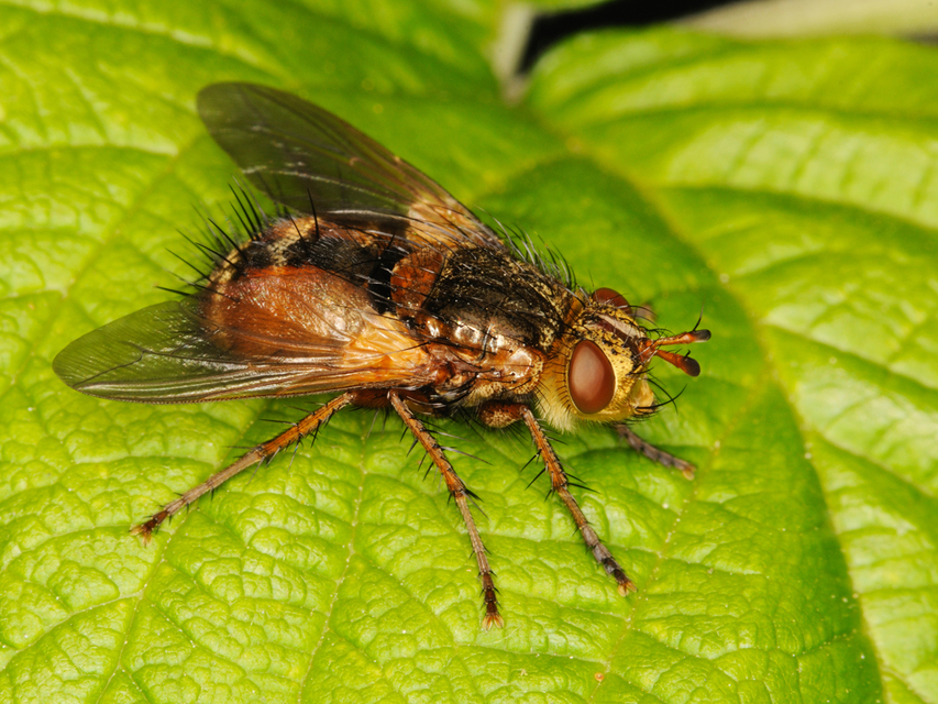 Tachina fera - közönséges fürkészlégy