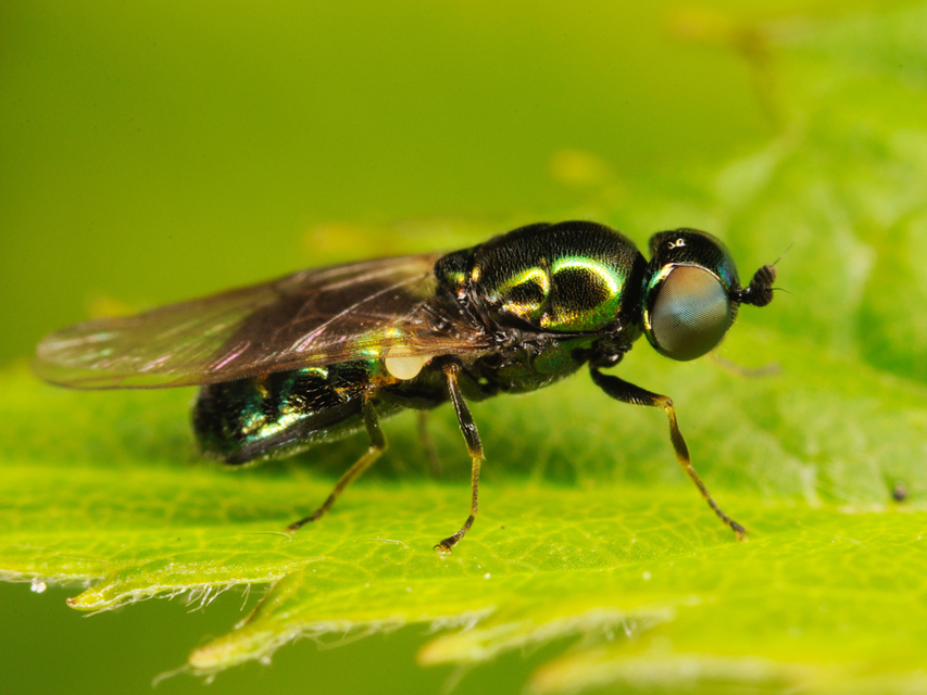 Microchrysa polita - feketecsápú fémeslégy