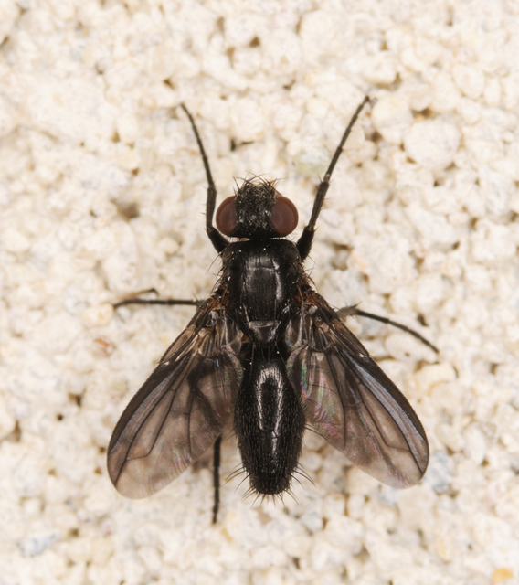 Paykullia maculata