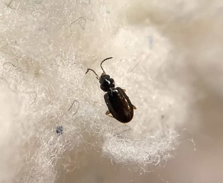 Tachys bistriatus - közönséges martfutó