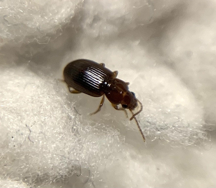 Bradycellus csikii - Csiki-rétfutonc