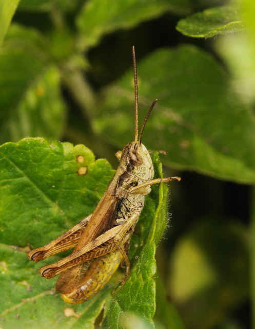 Chorthippus apricarius - szélesszárnyú tarlósáska