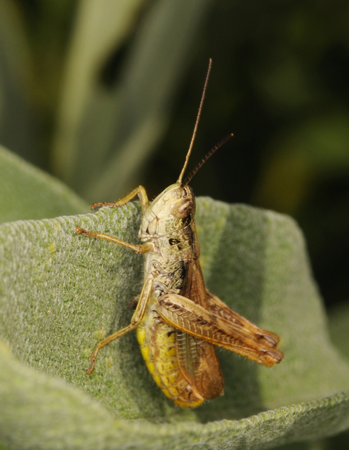 Chorthippus apricarius - szélesszárnyú tarlósáska