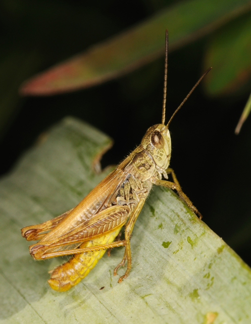 Chorthippus apricarius - szélesszárnyú tarlósáska