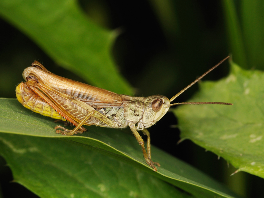 Chorthippus apricarius - szélesszárnyú tarlósáska