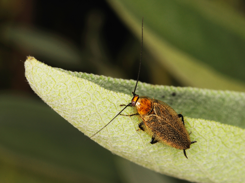 Ectobius erythronotus - sárgatorú erdeicsótány