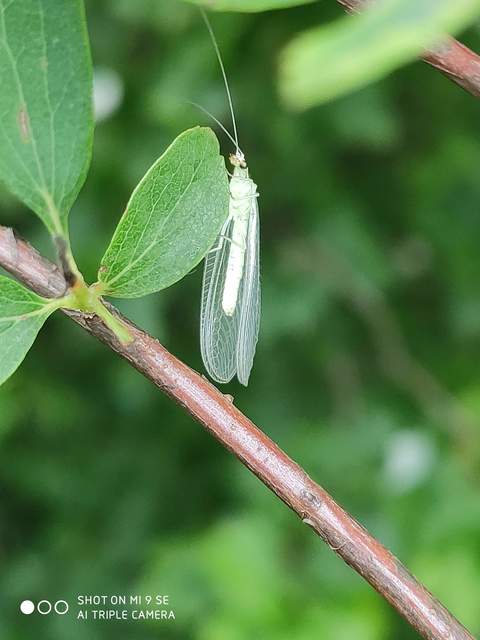 Chrysopidae - zöldfátyolkák