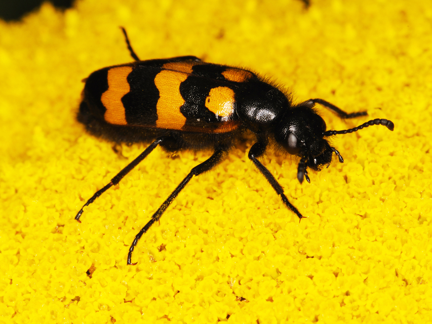 Mylabris variabilis - szalagos hólyaghúzó Mylabris variabilis - szalagos hólyaghúzó
