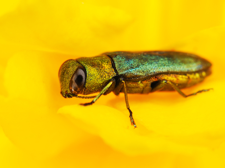 Anthaxia nitidula - ragyogó virágdíszbogár