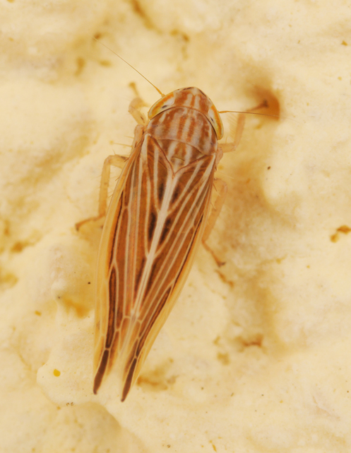 Mocydia crocea