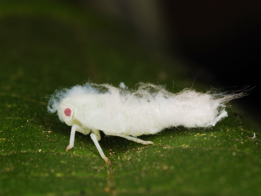 Metcalfa pruinosa - amerikai lepkekabóca