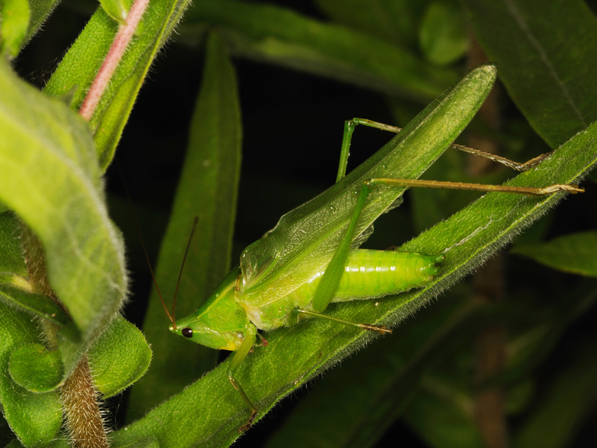 Ruspolia nitidula - nagy kúpfejűszöcske