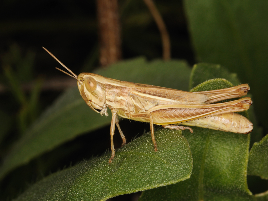 Euchorthippus declivus - rövidszárnyú rétisáska
