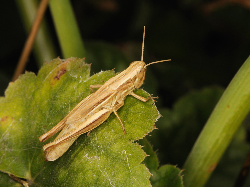 Euchorthippus declivus - rövidszárnyú rétisáska