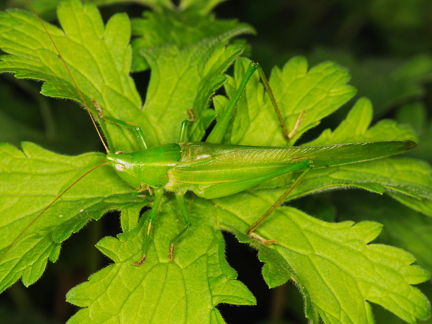 Ruspolia nitidula - nagy kúpfejűszöcske