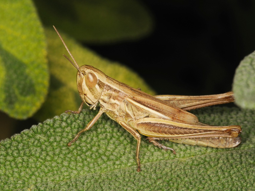 Euchorthippus declivus - rövidszárnyú rétisáska